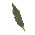 Christmas fir tree tied with rope, string. Xmas live firtree for winter holiday. Traditional undecorated festive spruce