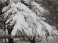 Christmas fir trees with fresh natural snow, snowstorm Royalty Free Stock Photo