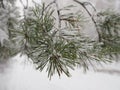 Christmas fir trees with fresh natural snow, snowstorm Royalty Free Stock Photo
