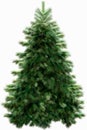 Christmas firtree with clipping path Royalty Free Stock Photo