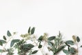 Christmas floral frame, web banner. Border of green cypress, juniperus and berry eucalyptus tree branches isolated on