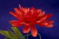 Red silk flower