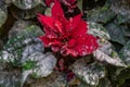 Christmas Flower Contaminated With Plague. Plant With Pest