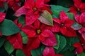 Christmas flower orpoinsettia with beautiful red foliage