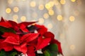 Christmas flower Poinsettia on defocused lights background Royalty Free Stock Photo