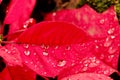 Christmas flower or poinsettia with droplet after the rain, Close up red leaves floral in the garden Royalty Free Stock Photo