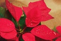 Christmas flower or poinsettia with droplet after the rain, Close up red leaves floral in the garden