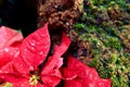 Christmas flower or poinsettia with droplet after the rain, Close up red leaves floral in the garden