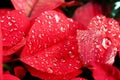 Christmas flower or poinsettia with droplet after the rain, Close up red leaves floral in the garden Royalty Free Stock Photo