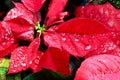 Christmas flower or poinsettia with droplet after the rain, Close up red leaves floral in the garden