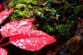 Christmas flower or poinsettia with droplet after the rain, Close up red leaves floral in the garden Royalty Free Stock Photo