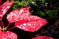 Christmas flower or poinsettia with droplet after the rain, Close up red leaves floral in the garden