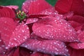 Christmas flower or poinsettia with droplet.