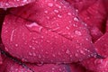 Christmas flower or poinsettia with droplet after the rain, Stripes of leaves. Royalty Free Stock Photo