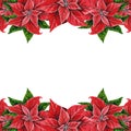 Christmas flower poinsettia frame, hand painted watercolor illustration isolated on white background. Royalty Free Stock Photo