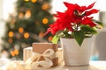 Christmas flower poinsettia with gift boxes on light table Royalty Free Stock Photo