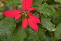 christmas flower. red blooming poinsettia. symbol of xmas holiday in winter season.