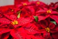 Christmas Flower Red Poinsettia Euphorbia Pulcherrima Background Texture