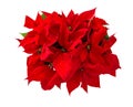 Christmas flower red poinsettia isolated white background Royalty Free Stock Photo