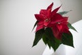 Christmas flower red Poinsettia in the pot on light backround