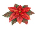 CHRISTMAS FLOWER OF RED POINSETTIA, WATERCOLOR ILLUSTRATION. Royalty Free Stock Photo