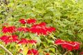 Christmas flowers are blooming showing the red leaves Royalty Free Stock Photo