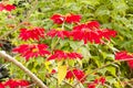 Christmas flowers are blooming showing the red leaves Royalty Free Stock Photo