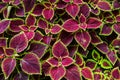 Christmas flowers, Poinsettias with green and brown leaves for background Royalty Free Stock Photo