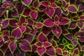 Christmas flowers, Poinsettias with green and brown leaves for background. top view Royalty Free Stock Photo