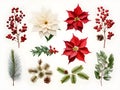 Christmas flowers on a white background. Used for Christmas decorations. Generative AI