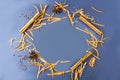 Christmas food flat lay composition. Frame made from slices of carrot, cinnamon, star anise on grey background. Christmas, winter