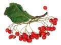 Christmas forest branch  made of dry red berries an leaves of Rowan tree isolated Royalty Free Stock Photo