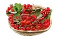 Christmas forest branch  made of dry red berries an leaves of Rowan tree in wooden basket isolated macro Royalty Free Stock Photo