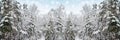 Christmas forest widescreen background. New year`s winter art design, banner