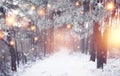 Christmas forest. Winter nature with shining magic snowflakes. Wonderful winter woodland. Xmas background. Frosty forest. Royalty Free Stock Photo