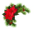 Christmas frame with red poinsettia flowers, pine twigs and dry Royalty Free Stock Photo