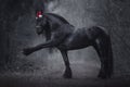 Christmas friesian stallion horse with long mane in red cap Royalty Free Stock Photo