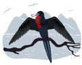 Christmas frigatebird. The bird sits on a branch with its wings spread. Endemic to Christmas Island. Australian bird.