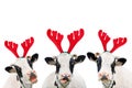 Christmas funny cow isolated on white background. Portrait of three Cows in Christmas Reindeer Antlers Headband.