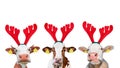 Christmas funny cow isolated on white background. Portrait of three Cows in Christmas Reindeer Antlers Headband. Royalty Free Stock Photo