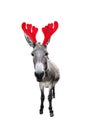 Christmas funny gray donkey isolated on white background. Full length donkey portrait in Christmas Reindeer Antlers Royalty Free Stock Photo