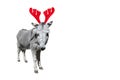 Christmas funny gray donkey isolated on white background. Full length donkey portrait in Christmas Reindeer Antlers Royalty Free Stock Photo