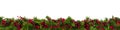Christmas Garland Border with Red Berries Over White Royalty Free Stock Photo