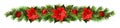 Christmas garland with red pionsettia flowers, pine twigs and de