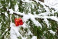 Christmas Gift Box on a natural branch with pine tree needles on the snow background in forest. Royalty Free Stock Photo