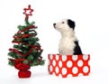 Christmas gift puppy Royalty Free Stock Photo