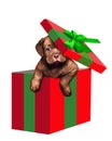 A Christmas gift puppy pops his head out of the gift box Royalty Free Stock Photo