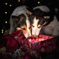 Christmas gift surprise for the dogs