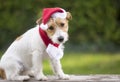 Christmas gift surprise puppy pet dog with Santa hat Royalty Free Stock Photo