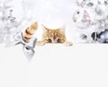 christmas ginger cat gift card with bright balls and silver ribbon bow, copy space template Royalty Free Stock Photo